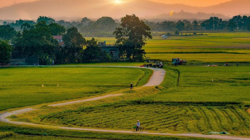 Cảnh hoàng hôn làng quê yên bình với người đạp xe trên con đường nhỏ giữa cánh đồng lúa
