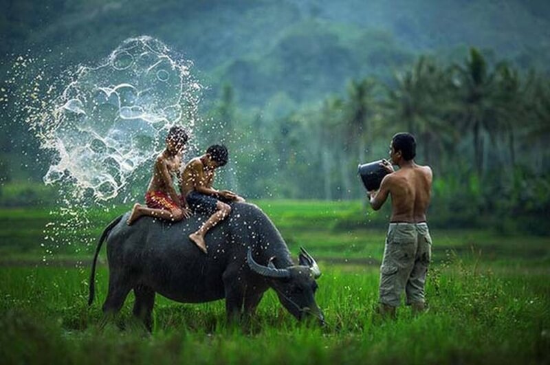 Trẻ em vui đùa với nước trên lưng trâu giữa cánh đồng xanh, thể hiện hạnh phúc từ sự tự do và gần gũi thiên nhiên