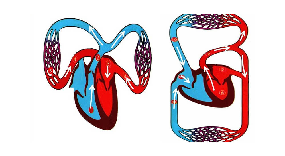 So sánh hệ tuần hoàn đơn và hệ tuần hoàn kép