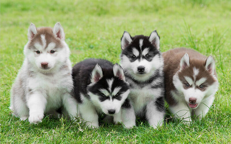 Chó con Husky đáng yêu, tượng trưng cho việc nuôi chó trong gia đình