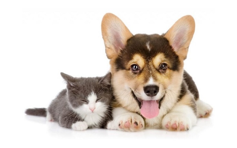 Chó Corgi và mèo đang nằm cạnh nhau, thể hiện tình bạn đặc biệt giữa chó và mèo
