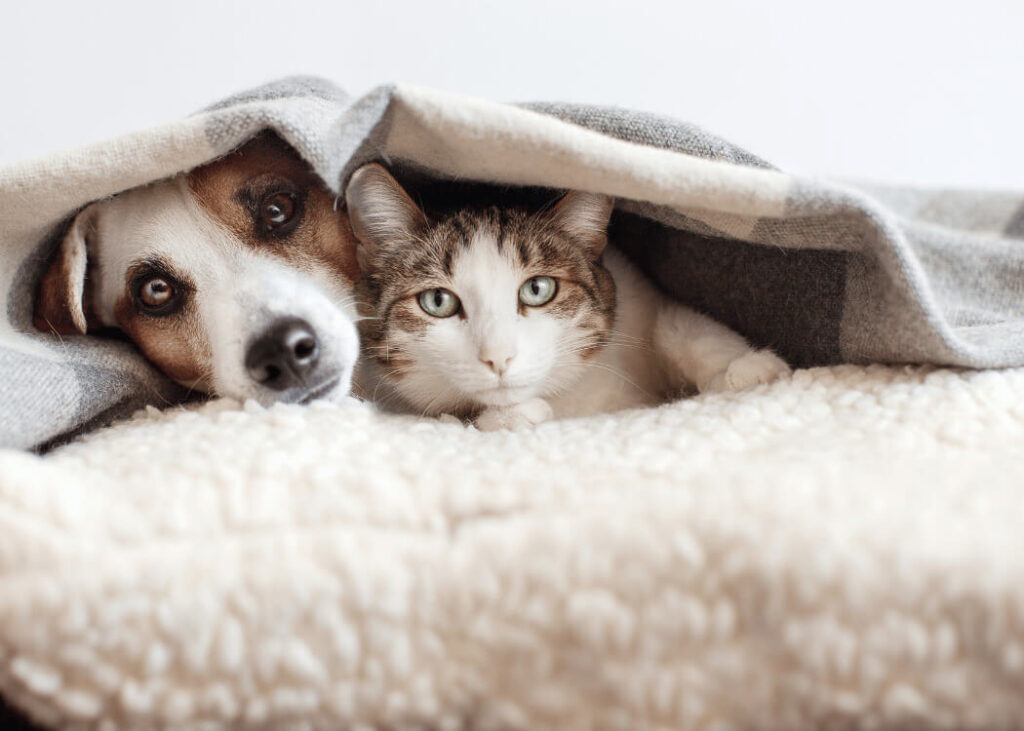 Chó và mèo nằm bên nhau trong sự gắn bó, thể hiện sự hòa hợp giữa hai loài vật nuôi