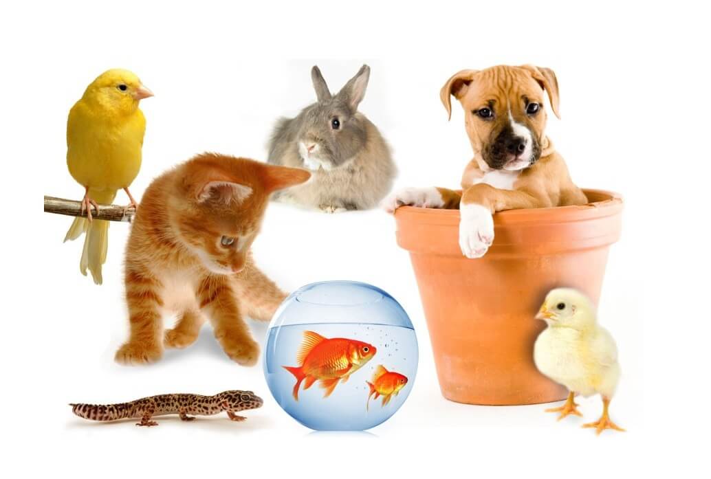Tổng hợp các loại thú cưng nhỏ và lớn như chó, mèo, cá vàng, thỏ, chim và tắc kè