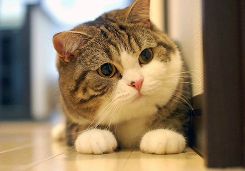 Mèo nằm thư giãn, thể hiện nét tính cách của loài vật nuôi này