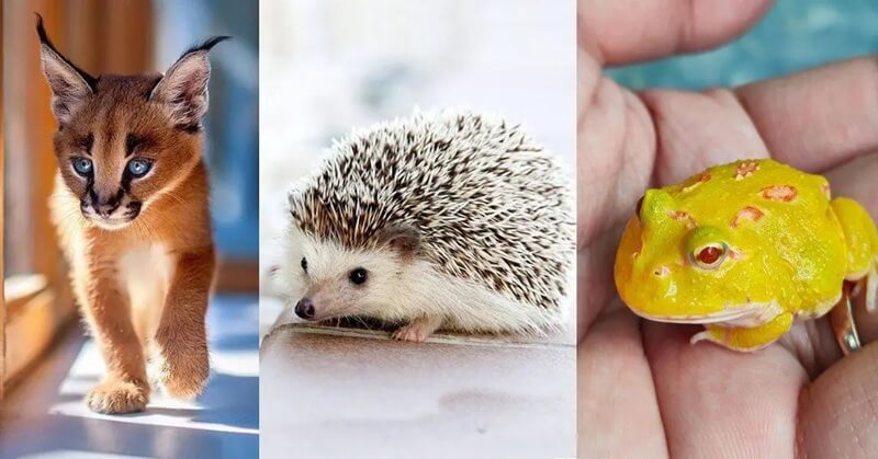 Thú cưng nhỏ và lớn độc đáo gồm mèo Caracal, nhím cảnh và ếch sừng Nam Mỹ
